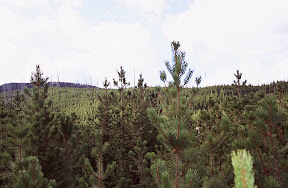 Yellowstone Park Plus 20 - Forest management is not permitted in U.S. national parks. This allows scientists and park visitors to view nature 
