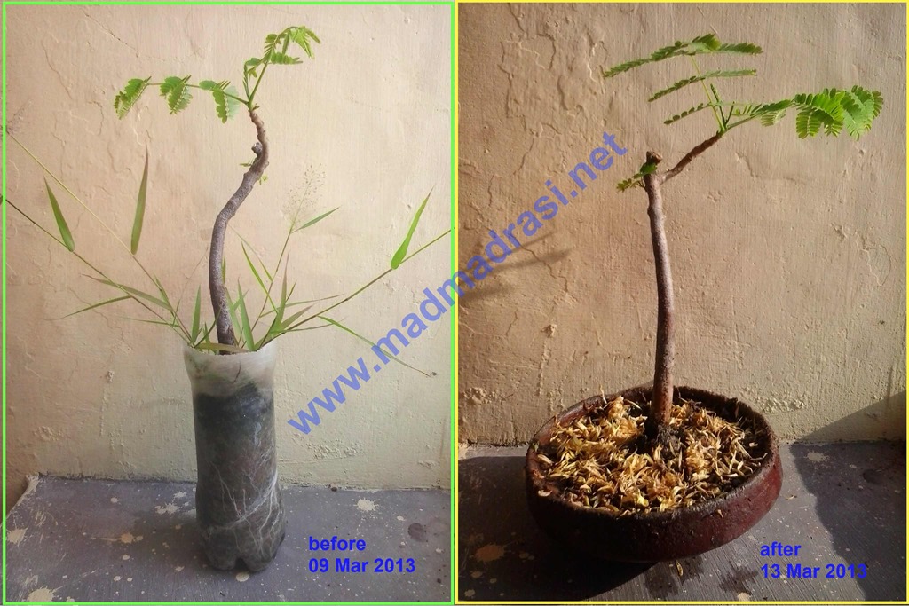 [bonsai_tree_b4_n_after_potting%255B2%255D.jpg]