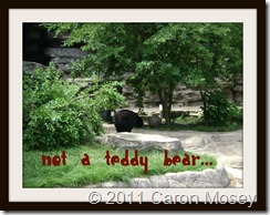 bear