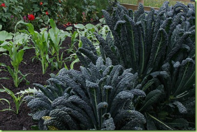 black kale