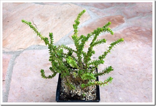 120129_Crassula-lycopodioides_01