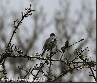 38-blackcap