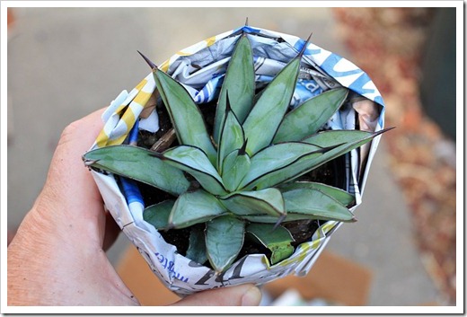 120914_YuccaDoPlants_Agave-Royal-Spine