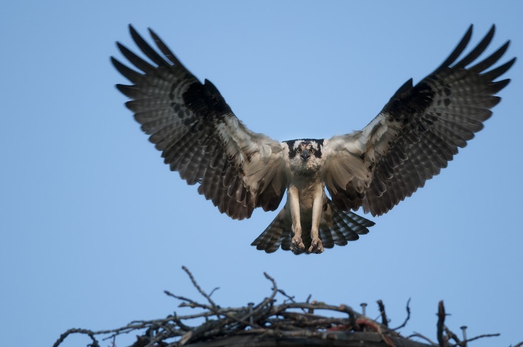 Montana Wildlife Photos