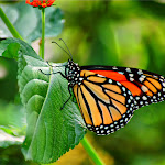 2896794740_85f50eea89_o.jpg