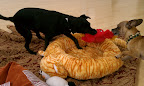 He gets to see Minnow often and plays non-stop with his best friend Daisy!
