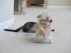 I'm thankful for playtime and silly fun!