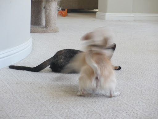 I'm thankful for playtime and silly fun!