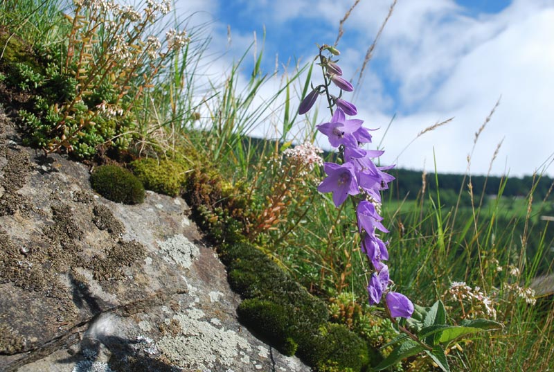 Valle_A._flora_08.jpg Valle A flora 08