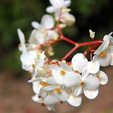 Beautiful Flowers At The Botanic Garden - Castries, St. Lucia