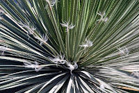 CactusFlower_3122.jpg CactusFlower_3122.jpg