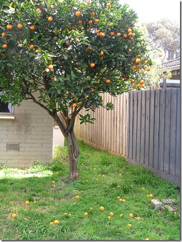 mandarin tree