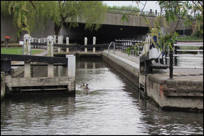 3 geese out of county lock