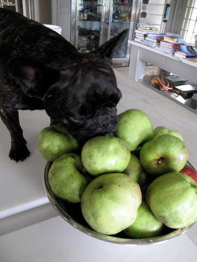 These freshly picked apples have a very good fragrance. They will be delicious in a cake.