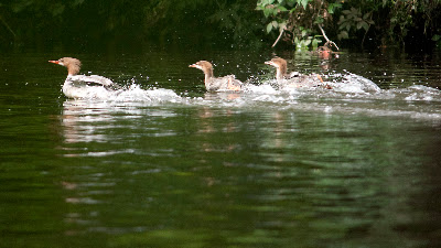 Merganers on Sunday...you never see wildlife like this in a group unfortunatley.
