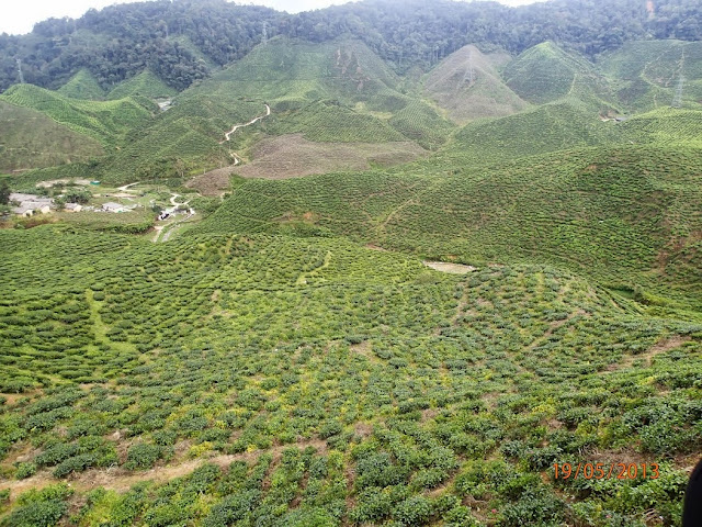 Cameron Highland 010.JPG