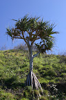 Tree with above ground roots