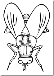insects_coloring_pages (8)