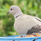 Collared dove
