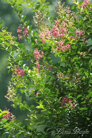 [CrapeMyrtle%255B8%255D.jpg]