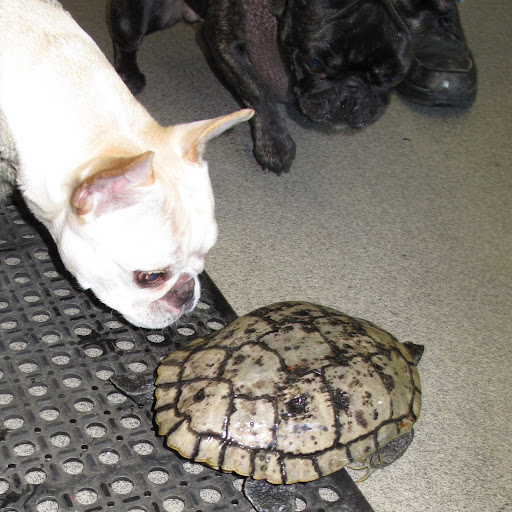 Hey turtle!  Do you want to play with us?  Where you rushing off to?