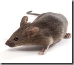 mouse models mouse models