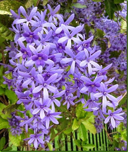 Petrea subserrata