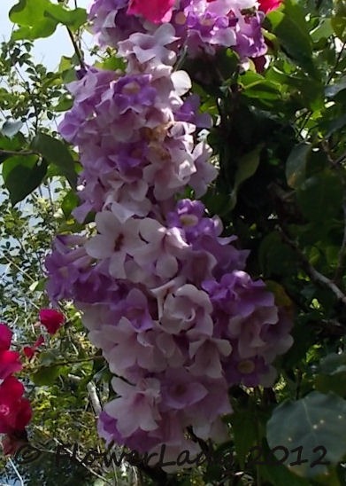[05-22-garlic-vine%255B6%255D.jpg]
