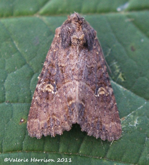 [lesser-common-rustic2%255B1%255D.jpg]