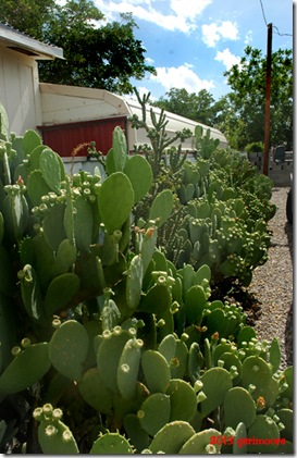 cactus 4 cactus 4