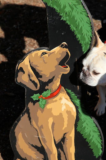 Well, hello there, Caroling dog!  My, you're all decked out for the season.