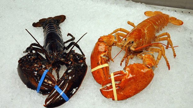 [lobster-update%255B1%255D.png]