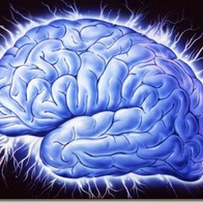 20 Fakta Tentang Otak