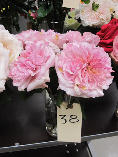 A rose that is not yet available in the store. You can see it on display today (Wednesday January 11, 2011) in the shop. A rose that is not yet available in the store. You can see it on display today (Wednesday January 11, 2011) in the shop.