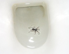 [Toilet%2520Spider%255B4%255D.jpg]
