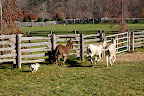 Run, donkeys, run!