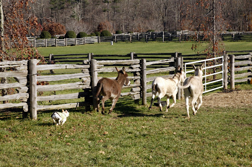 Run, donkeys, run!