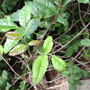 Poison oak