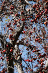 Martha said they were crab apples and that the horses love to eat them.  They don't interest us!