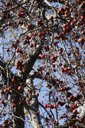 Martha said they were crab apples and that the horses love to eat them.  They don't interest us!