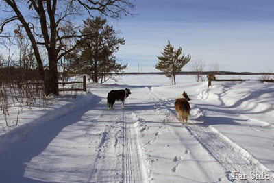 Chance and Miney Waiting