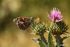 Butterfly and ants