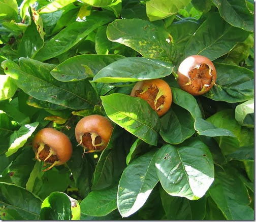 Mespilus Mespilus