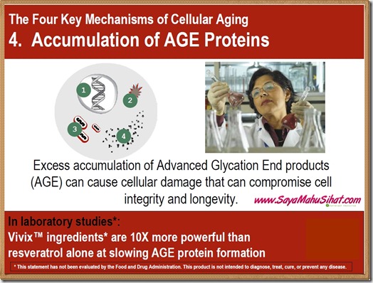 The 4 Mechanisms of Cellular Aging_Accumulation Of AGE Protein_Vivix