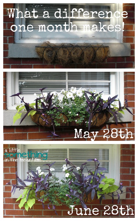 [Garage%2520Flowers%2520One%2520Month%2520Wow%255B9%255D.jpg]