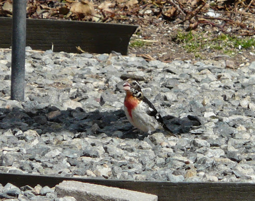 He was eating under the feeders and around the yard