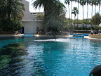 A dolphin jumps out of water at the MGM Mirage.