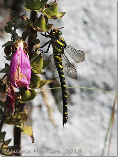 28-golden-ringed-dragonfly