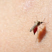 http://lh4.ggpht.com/-Dw5odFlMSWw/TqrlluTzHaI/AAAAAAAABHY/kyQXxTeSyBk/s1600/IMG_5519.JPG