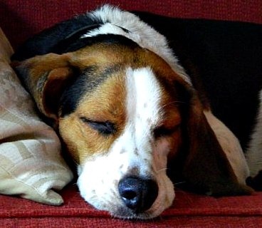 [Ernie%2520Close%2520Up%2520Sleeping%255B7%255D.jpg]